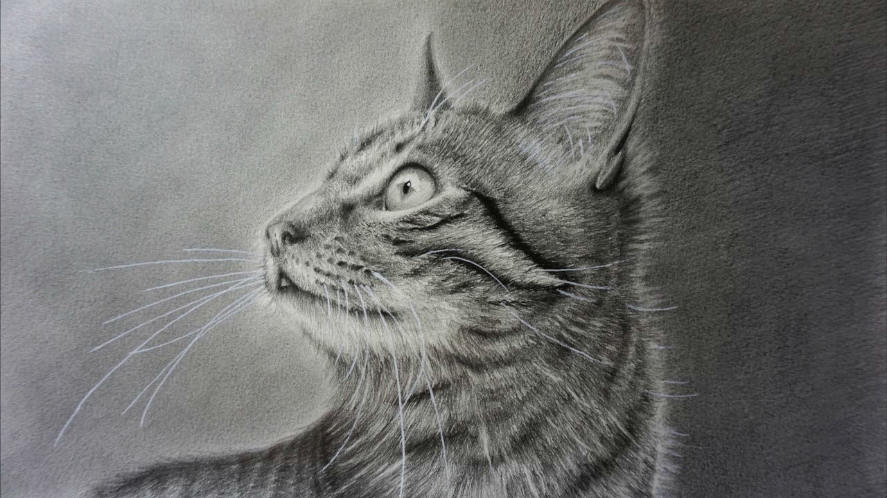 1280x720 How To Draw A Realistic Cat With Pencil Step - Realistic Cat Drawing