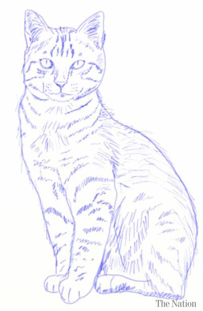 400x612 How To Draw A Realistic Cat - Realistic Cat Drawing