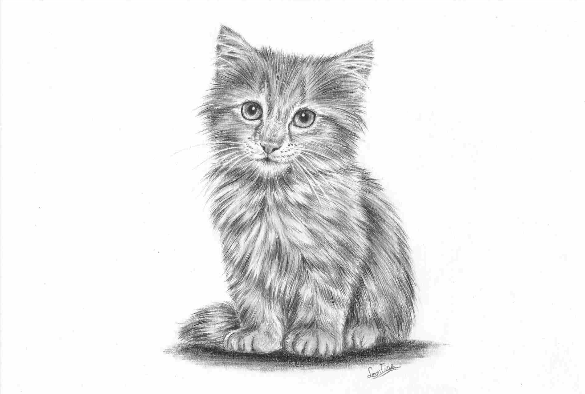 Realistic Cat Drawing at PaintingValley.com | Explore ...