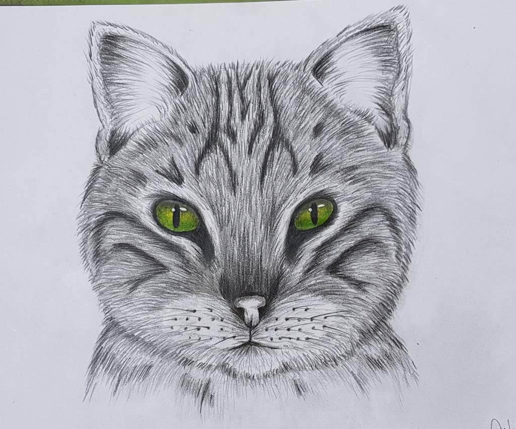 1024x852 Realistic Cat Drawing Art Amino - Realistic Cat Drawing