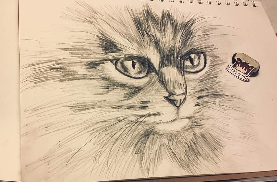 realistic easy cat drawing