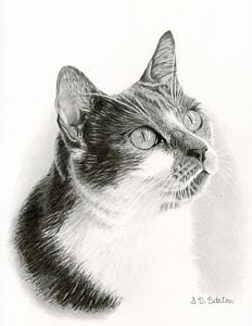 232x300 Realistic Cat Drawing Drawings Fine Art America - Realistic Cat Drawing