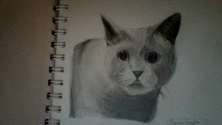 444x250 Realistic Cat Drawing - Realistic Cat Drawing