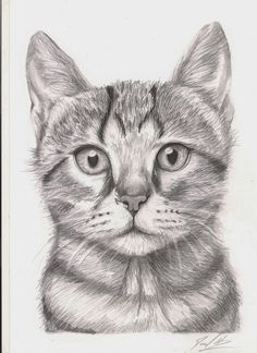 236x324 Coloring For Adults - Realistic Cat Drawing