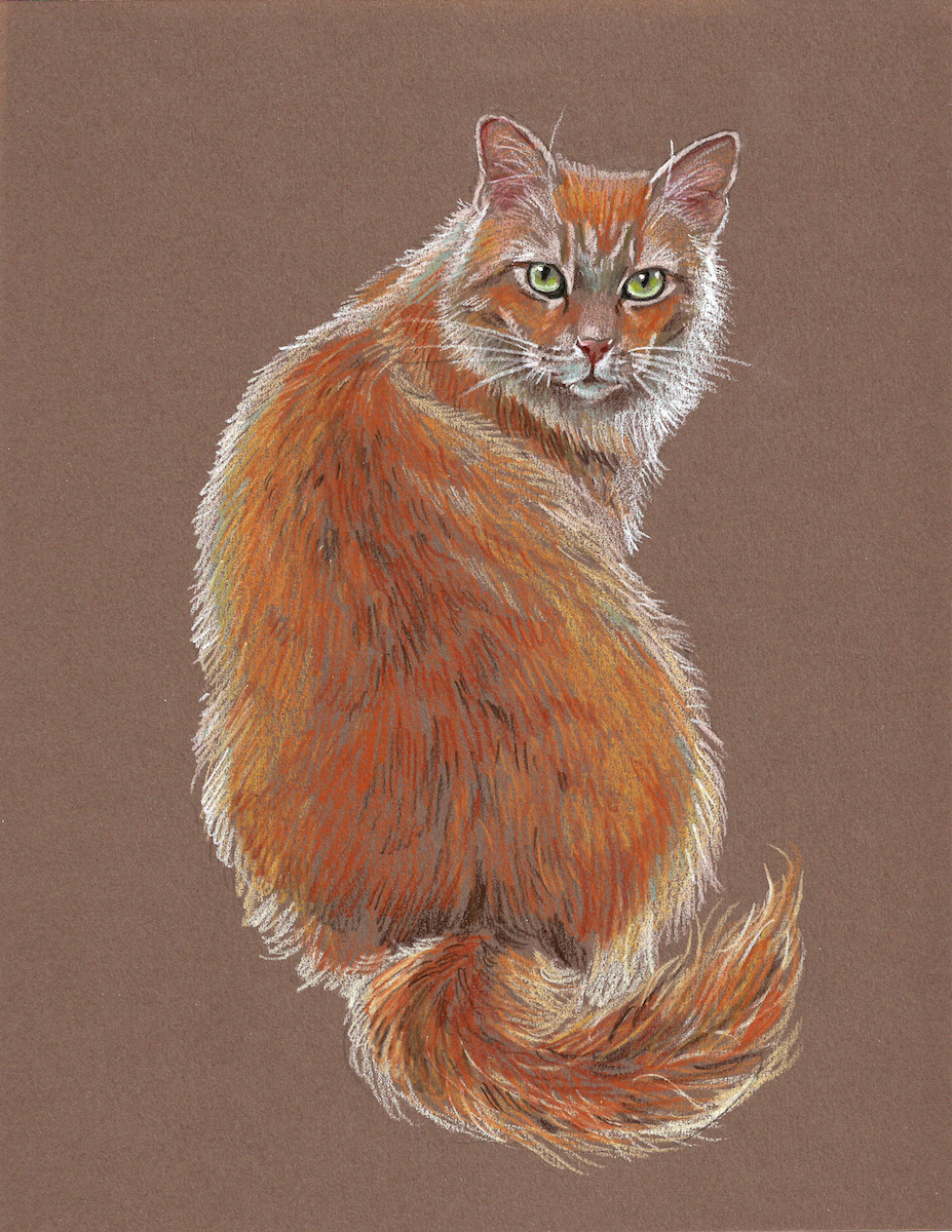 927x1200 Draw The Perfect Cat With These Easy Colored Pencil Tips - Realistic Cat Drawing