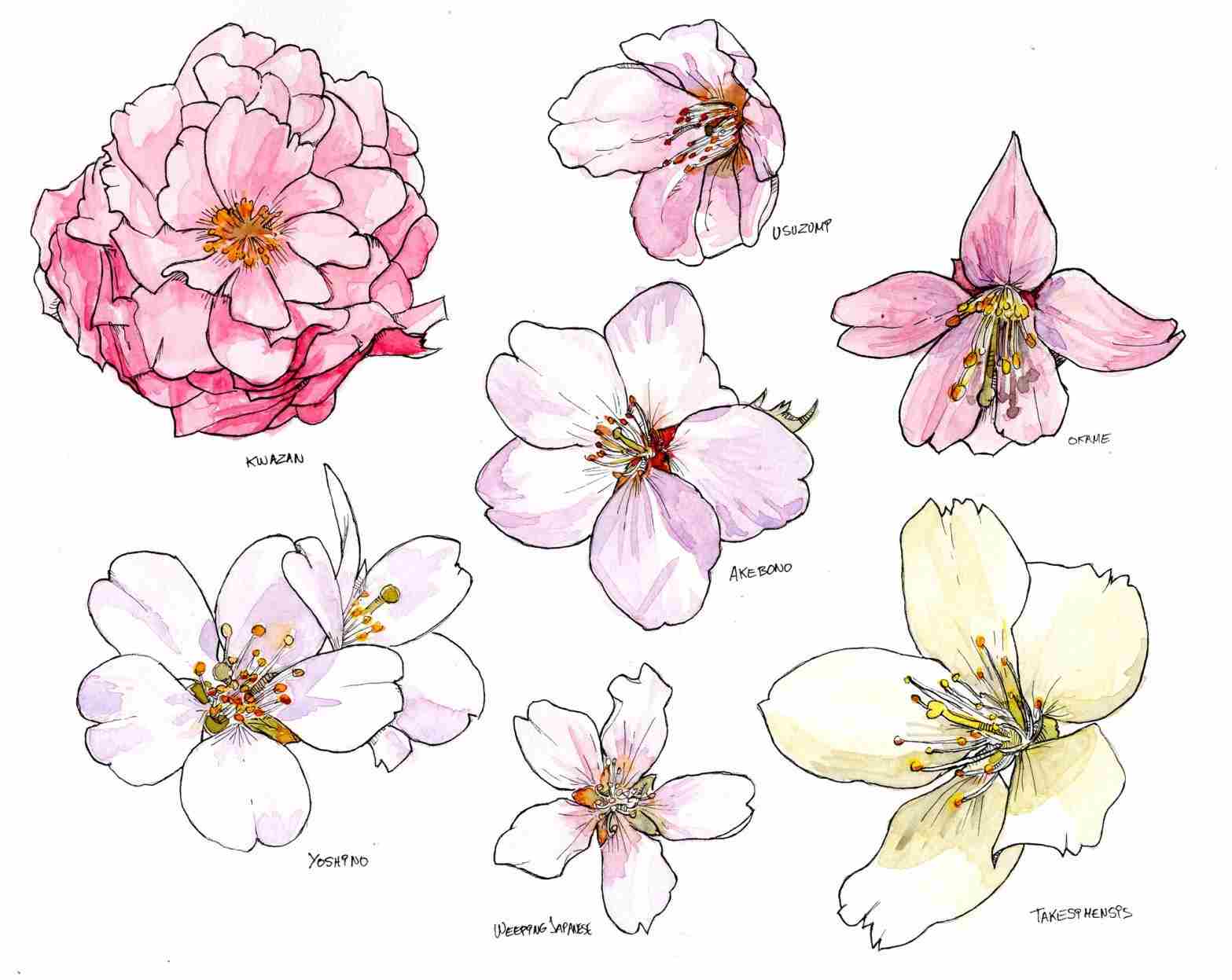1567x1247 Cherry Blossom Realistic Drawings Drawing Fine Art - Realistic Cherry Blossom Drawing