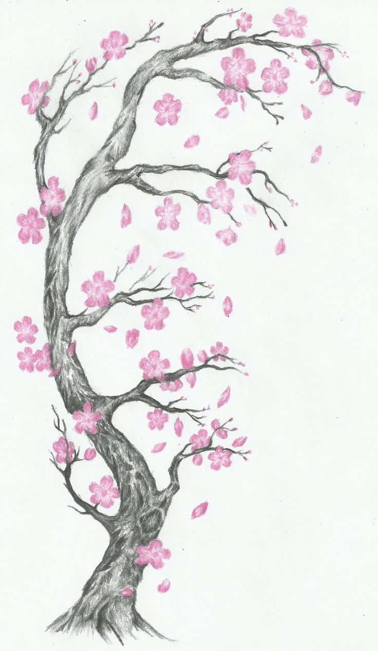 Realistic Cherry Blossom Drawing at Explore