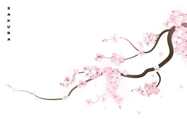 377x240 cherry blossom stock photos and royalty free images, vectors - Realistic Cherry Blossom Drawing