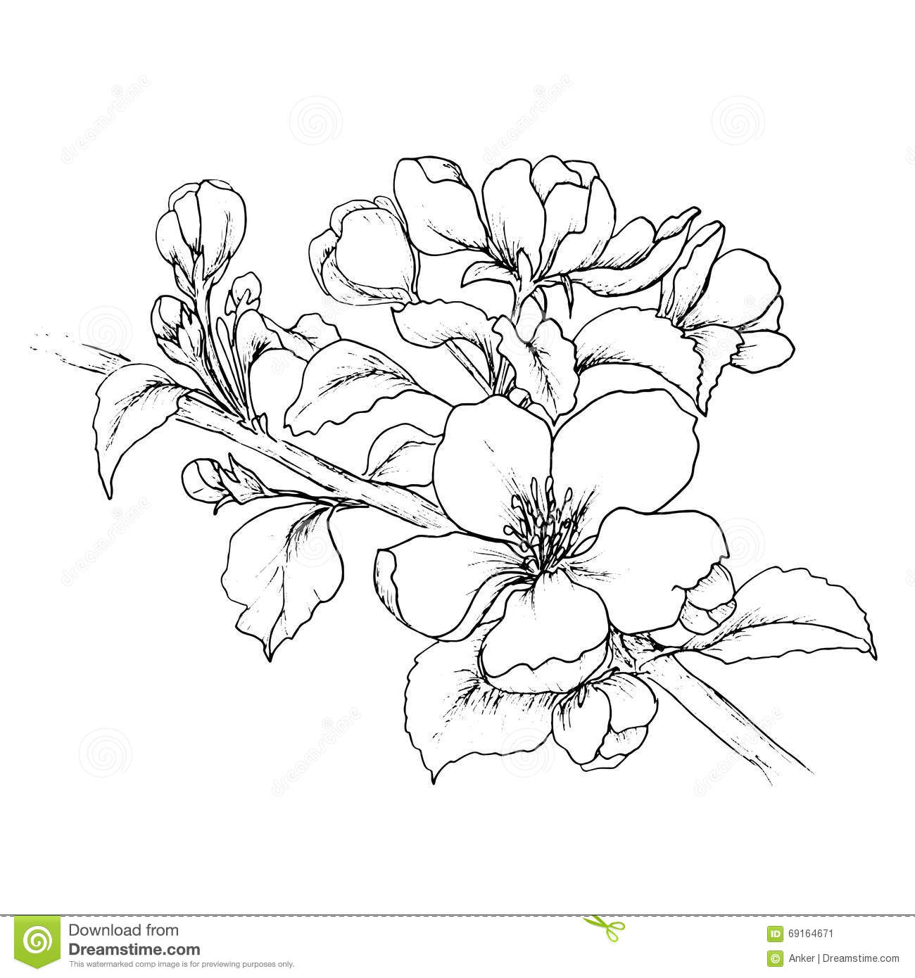 1300x1390 Cherry Drawing Free Download - Realistic Cherry Blossom Drawing