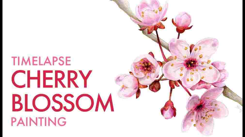 1011x569 Realistic Cherry Blossom Flower Drawing - Realistic Cherry Blossom Drawing