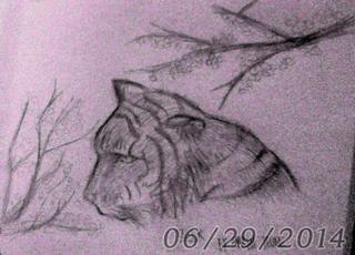320x230 tig,tiger,animal,realistic,drawing,sketch,cherry,blossom,,realism - Realistic Cherry Blossom Drawing