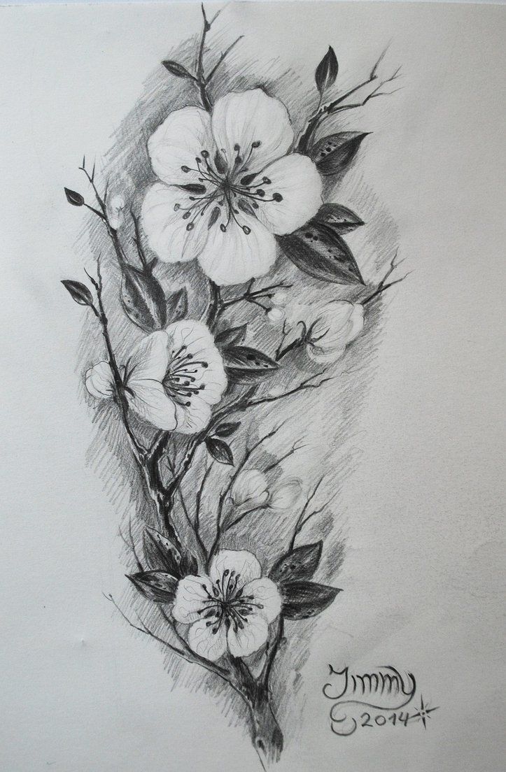 723x1104 Cherry Drawing Realistic For Free Download - Realistic Cherry Blossom Drawing