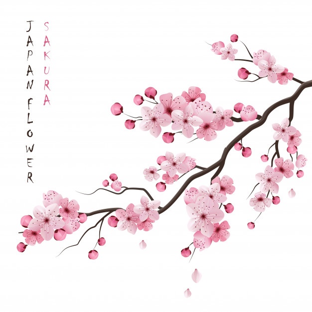 626x626 Blossom Vectors, Photos And Free Download - Realistic Cherry Blossom Drawing