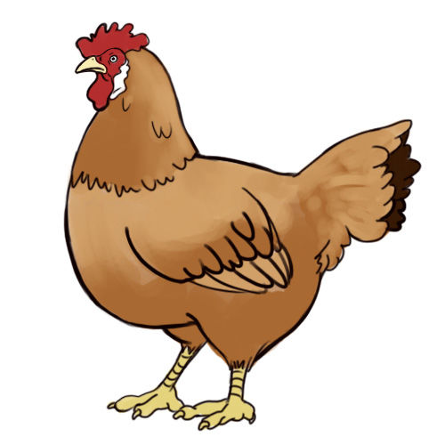 Realistic Chicken Drawing