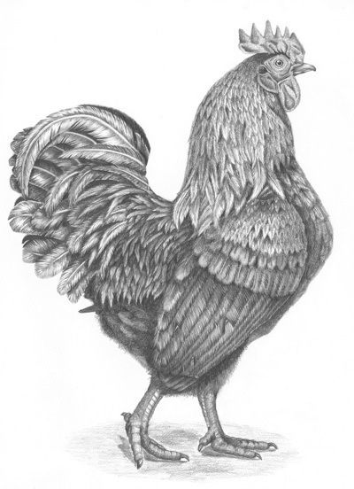 400x552 Farmyard Rooster In Art And Tattoos Chicken Drawing - Realistic Chicken Drawing
