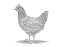 250x193 Home - Realistic Chicken Drawing