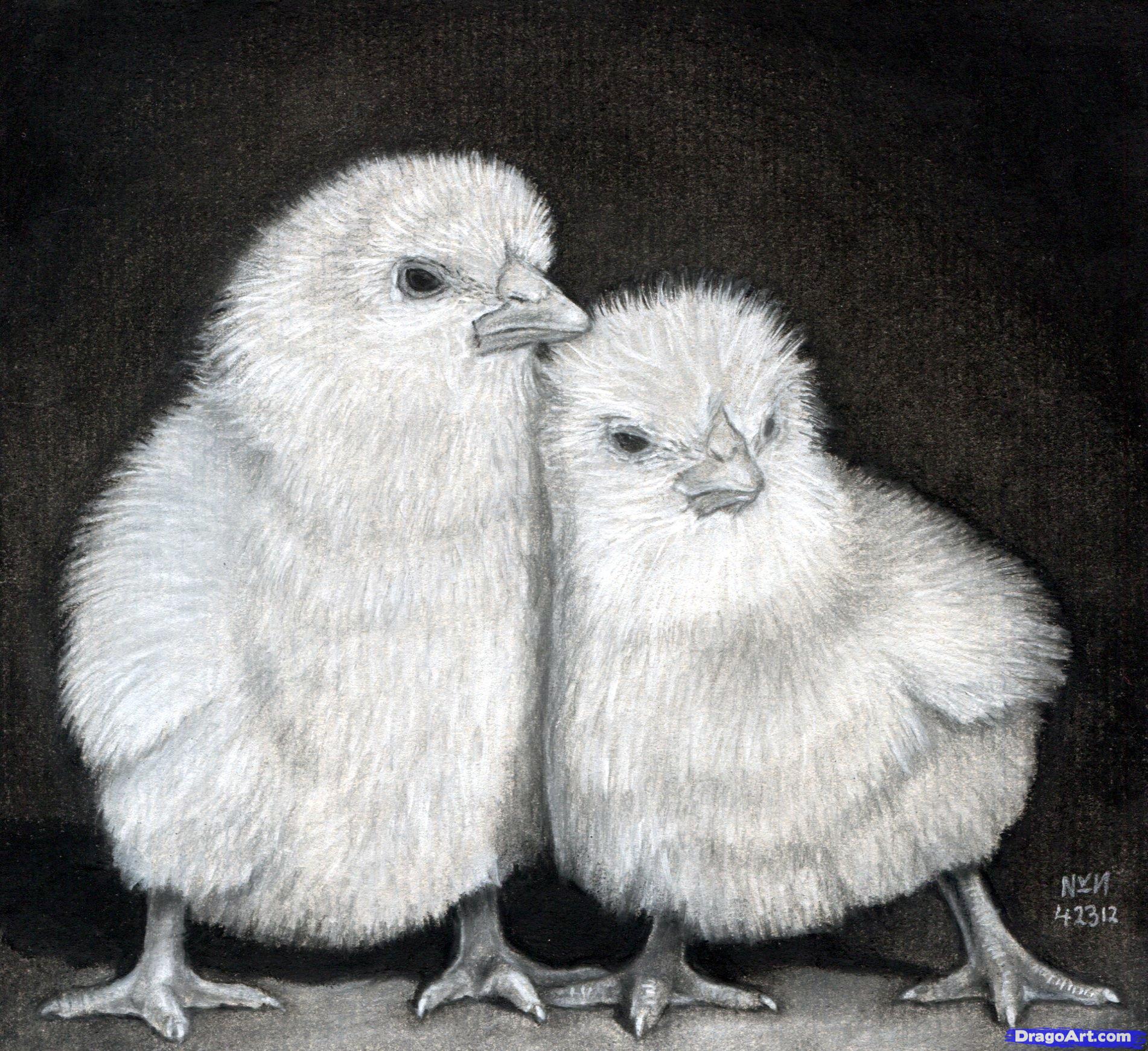 1902x1741 How To Draw Baby Chickens, Realistic Chicks, Step - Realistic Chicken Drawing