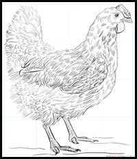 200x232 How To Draw Chickens Drawing Tutorials Drawing How To Draw - Realistic Chicken Drawing