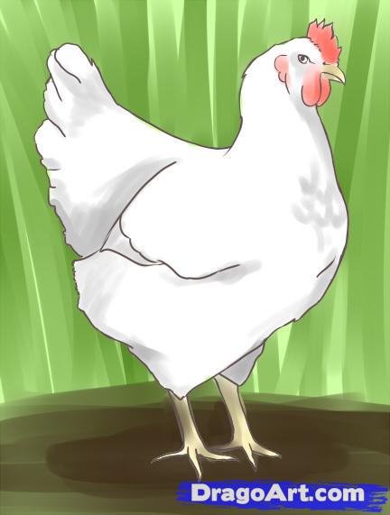 432x571 How To Draw A Chicken, Step - Realistic Chicken Drawing