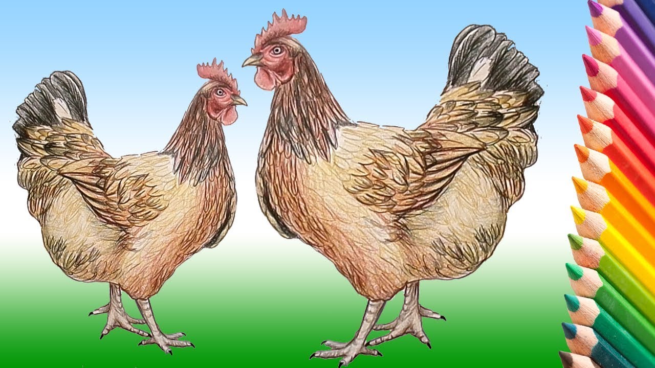 1280x720 How To Draw A Realistic Hen Step - Realistic Chicken Drawing