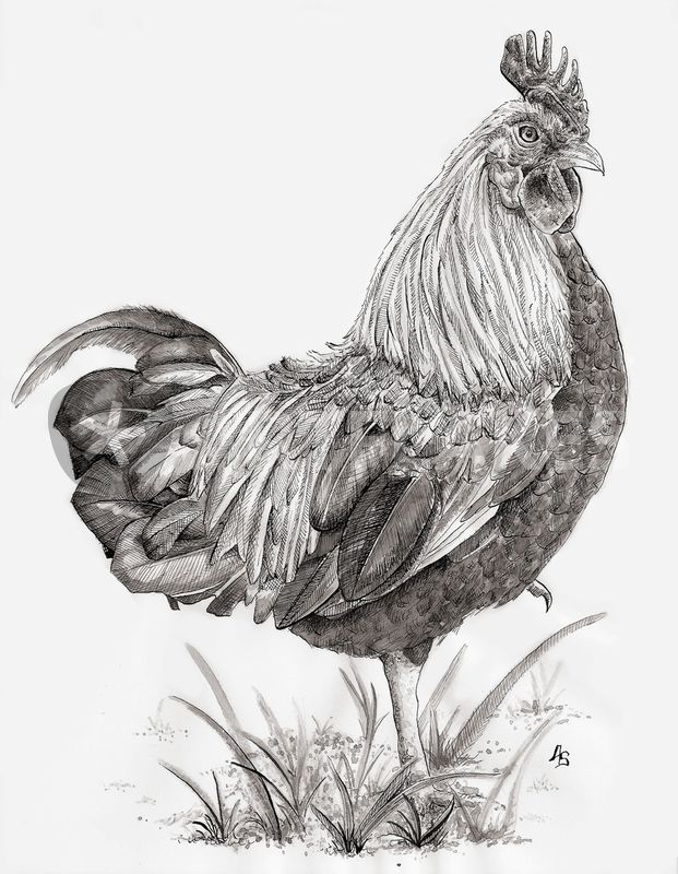 621x800 Rooster Drawing Realistic For Free Download - Realistic Chicken Drawing