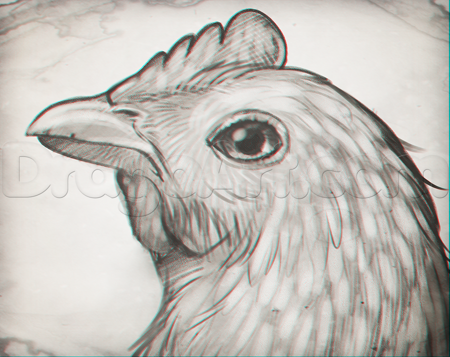 1571x1247 How To Sketch A Chicken, Step - Realistic Chicken Drawing