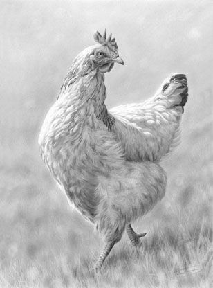 308x416 Light Sussex Hen - Realistic Chicken Drawing