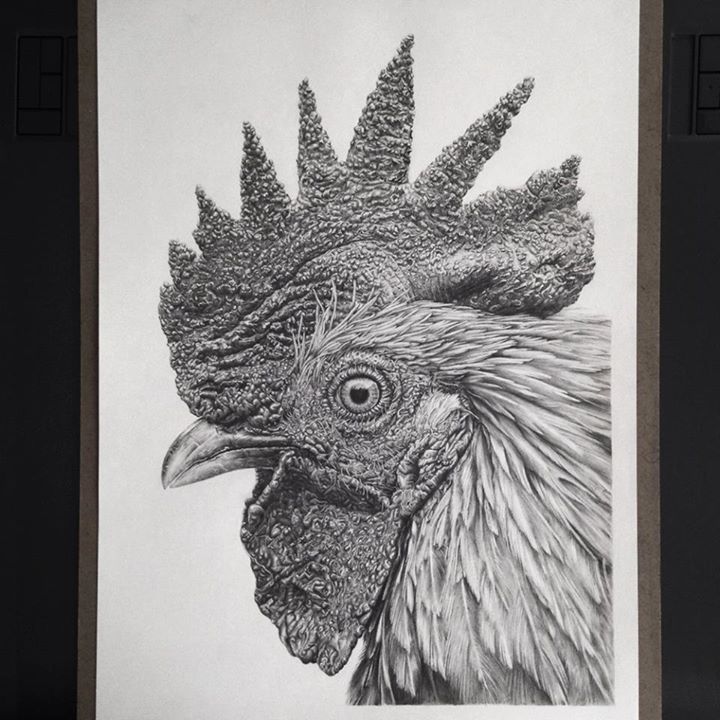 720x720 Realistic Drawings - Realistic Chicken Drawing