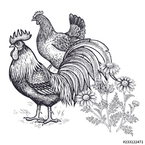 500x500 realistic hand drawing of hen, rooster and chamomile isolated - Realistic Chicken Drawing
