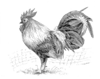 340x270 Realistic Rooster Etsy - Realistic Chicken Drawing