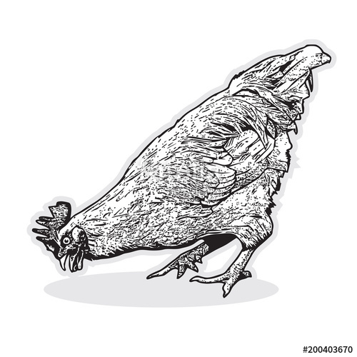 500x500 Rooster Chicken Hen - Realistic Chicken Drawing