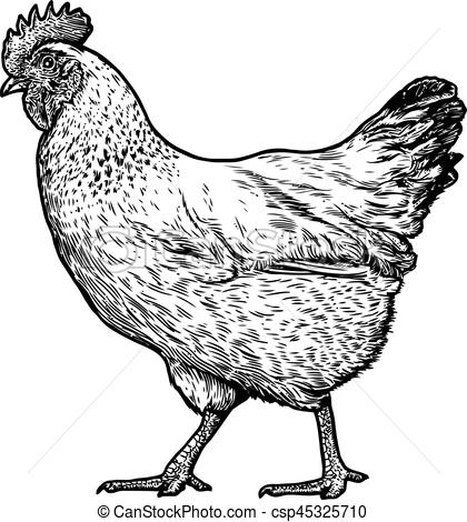 420x470 Chicken Illustration, Drawing, Engraving, Line Art, Realistic - Realistic Chicken Drawing