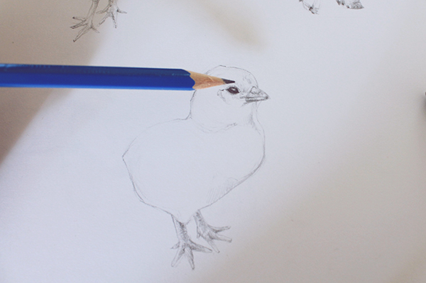 600x399 Draw Realistic Farm Animals Chickens - Realistic Chicken Drawing