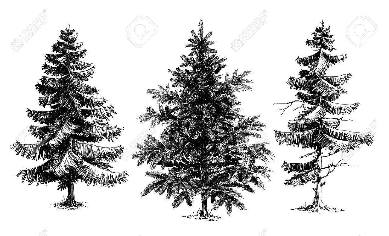 1300x789 pine trees christmas trees realistic hand drawn vector set - Realistic Christmas Tree Drawing
