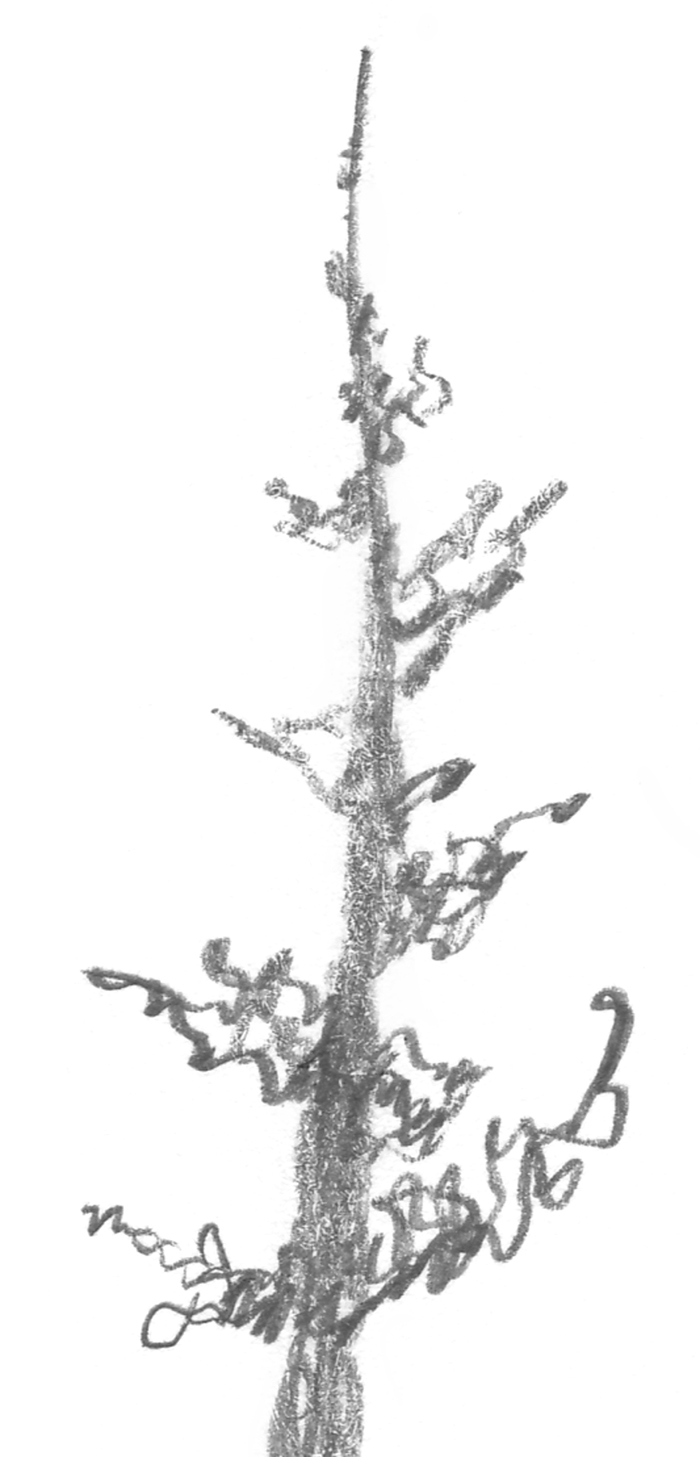 700x1457 squirkle a realistic spruce tree - Realistic Christmas Tree Drawing