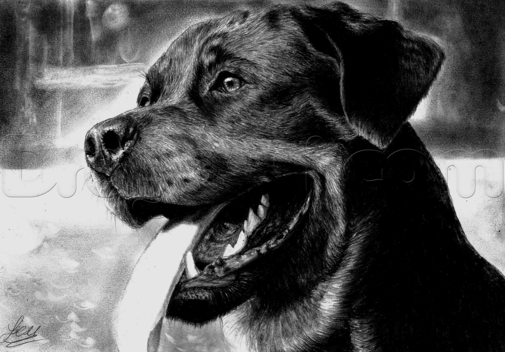 1714x1195 how to draw a realistic rottweiler, step - Realistic Dog Drawing