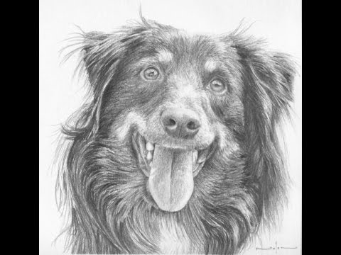 480x360 How To Draw A Realistic Dog - Realistic Dog Drawing