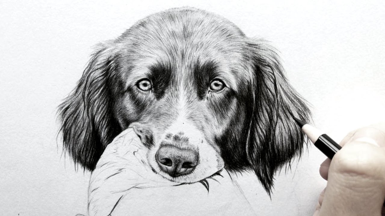 1280x720 how to draw realistic fur - Realistic Dog Drawing