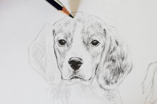 600x400 realistic dog drawing drawing realistic animals how to draw a dog - Realistic Dog Drawing