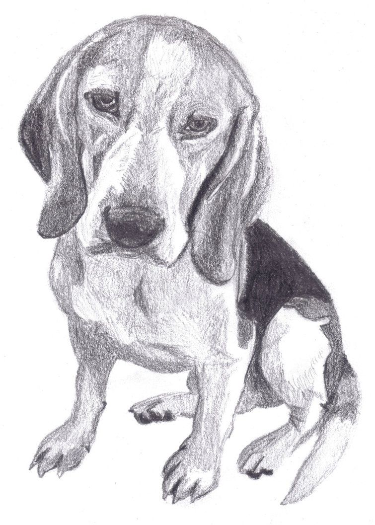 755x1057 Realistic Dog Drawings - Realistic Dog Drawing