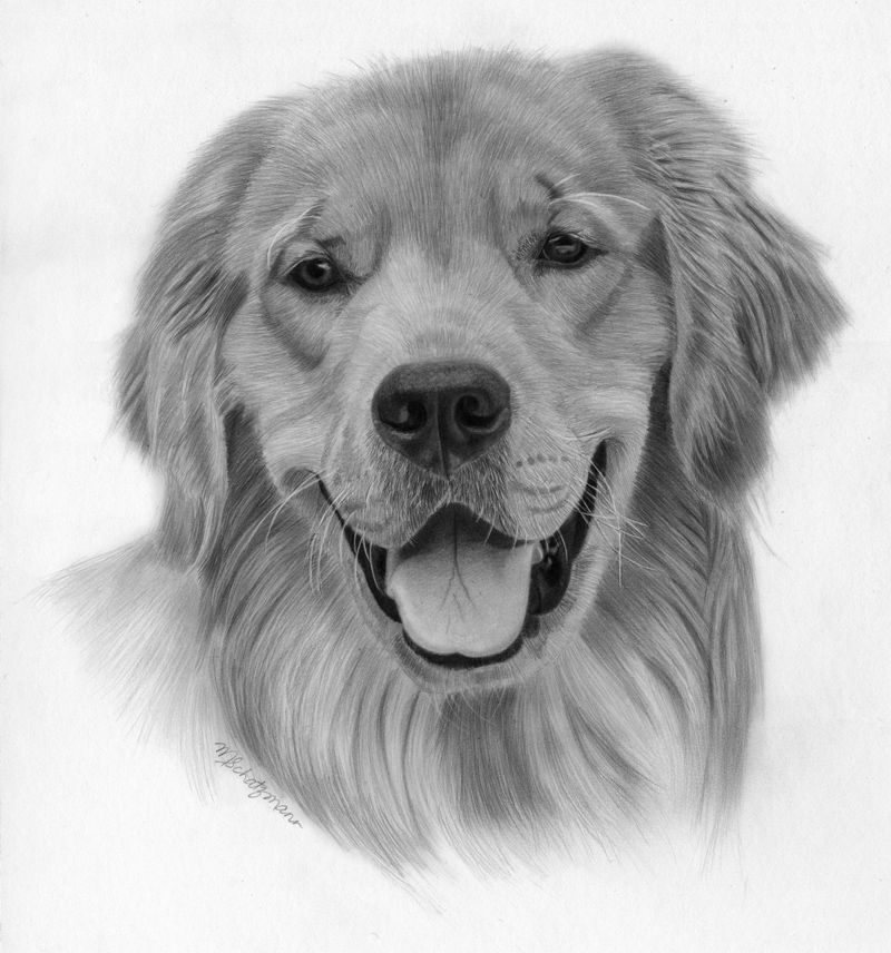 800x856 Realistic Dog Drawings In Pencil Drawing Lesson - Realistic Dog Drawing