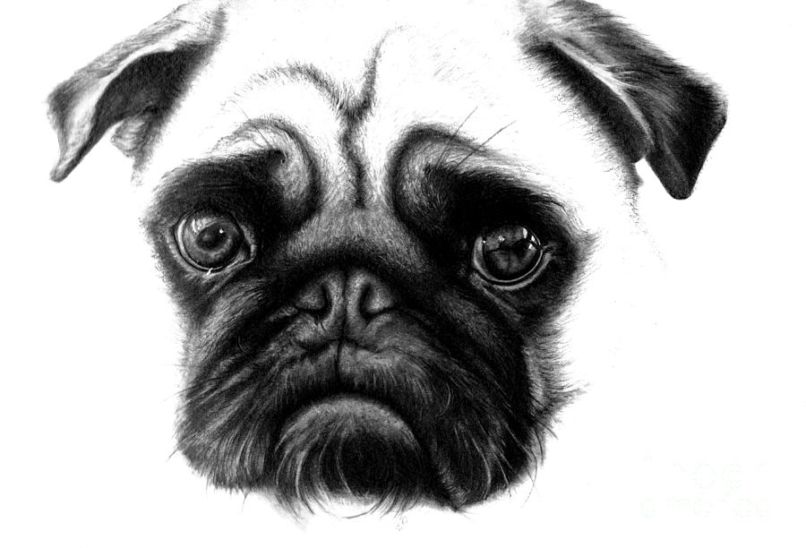 900x612 Realistic Pencil Drawing Of A Pug Dog Drawing - Realistic Dog Drawing