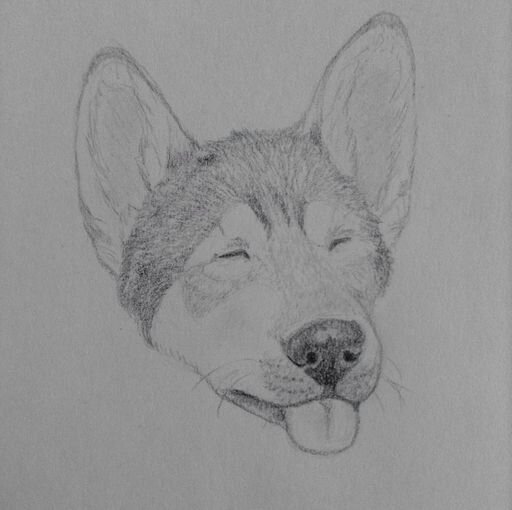 512x510 Realistic Dog Amino - Realistic Dog Drawing