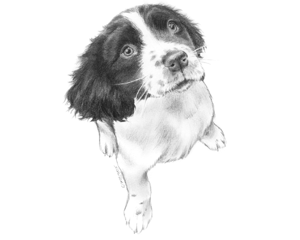 600x480 Tips For Drawing Realistic Pet Portraits - Realistic Dog Drawing