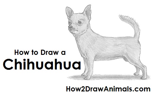 500x315 How To Draw A Chihuahua - Realistic Dog Drawing Step By Step