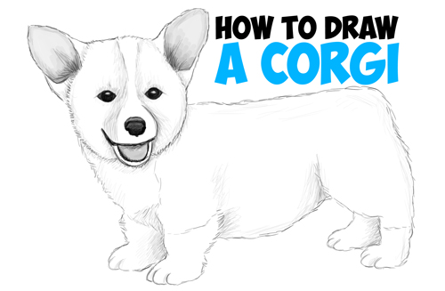 500x327 How To Draw A Corgi Puppy Easy Step - Realistic Dog Drawing Step By Step