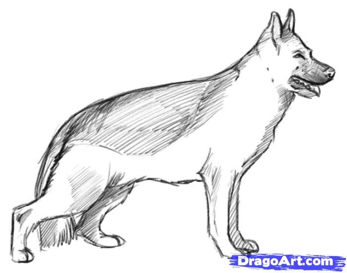 700x551 How To Draw A Realistic Dog, Draw Real Dog, Step - Realistic Dog Drawing Step By Step