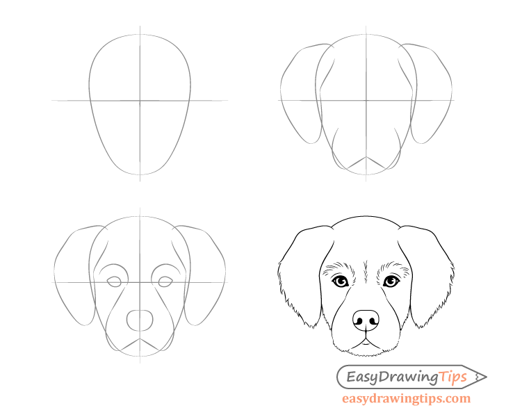 728x600 Dog Head Front View Drawing Step - Realistic Dog Drawing Step By Step