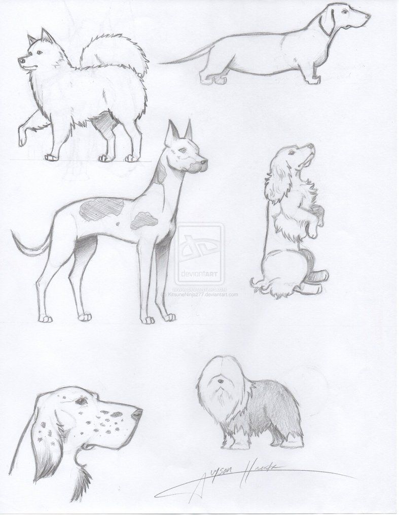 787x1016 Easy To Draw Realistic Dogs Realistic Drawing Of Dogs - Realistic Dog Drawing Step By Step