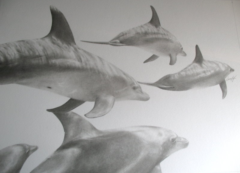 Realistic Dolphin Drawing